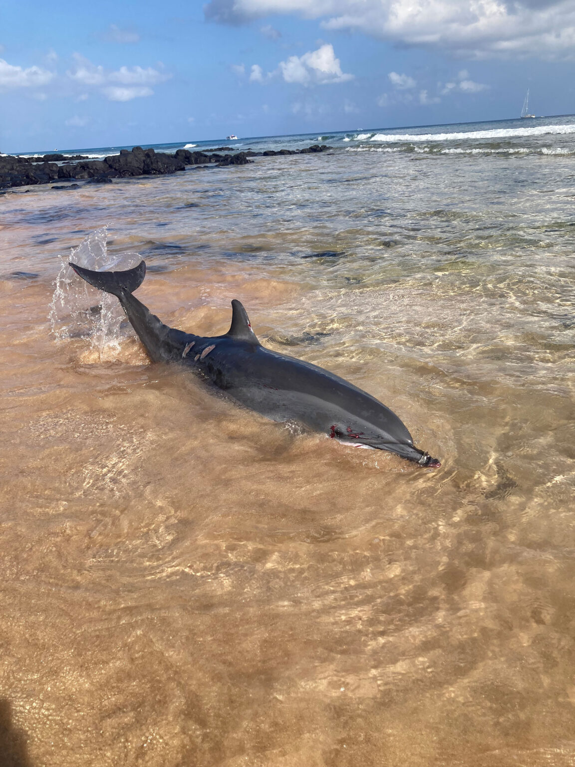 Golfinho raro para as águas de Noronha encalha na praia do Boldró