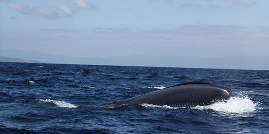 Featured image of post Baleia Azul Fotos : Normalmente animais são aceitos, mas é melhor.