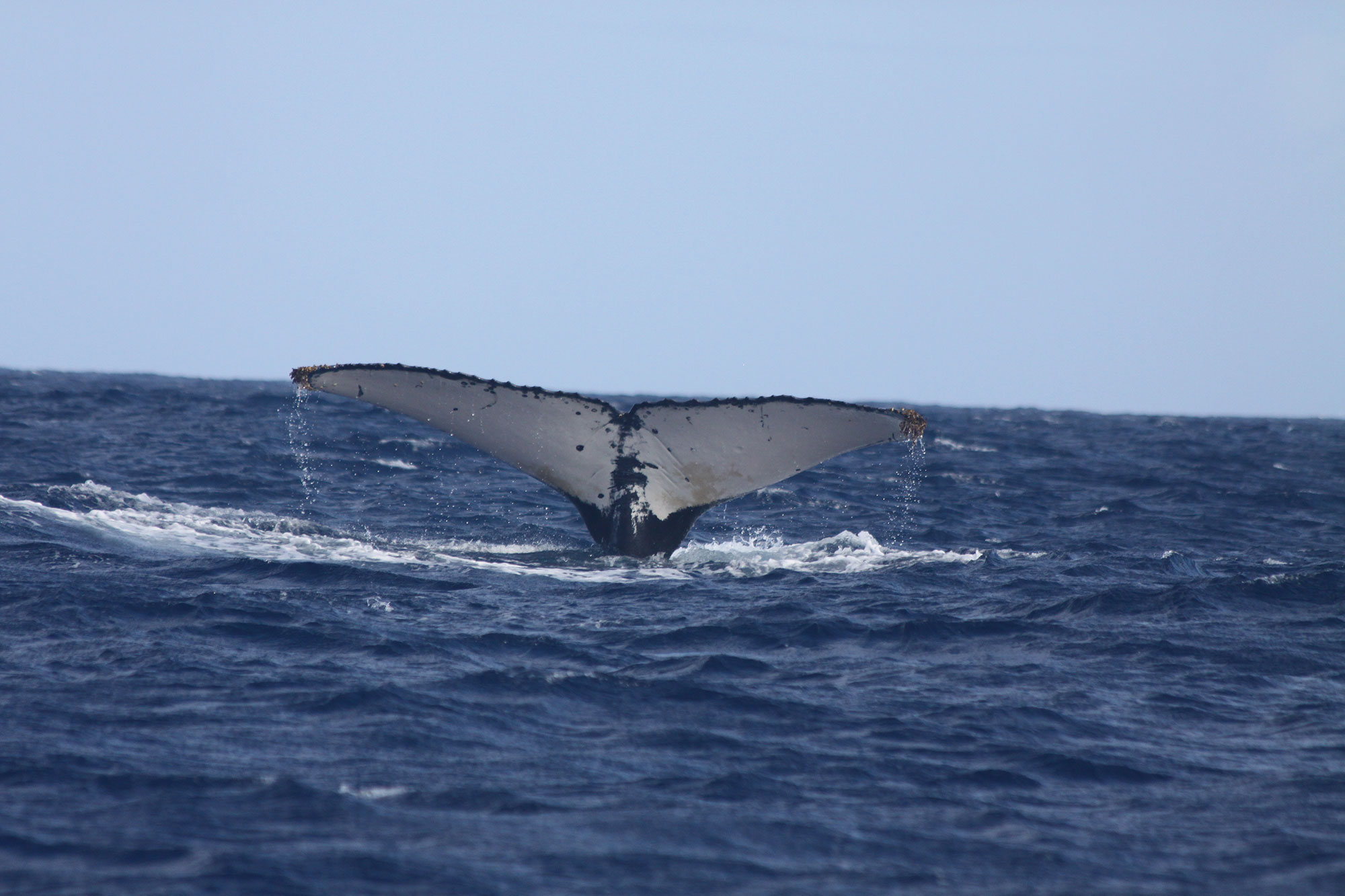 3_A_Jubarte_DNAago12-396