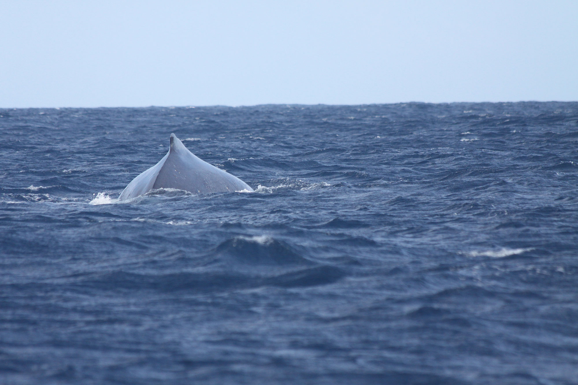 3_C_Jubarte_DNAago12-382